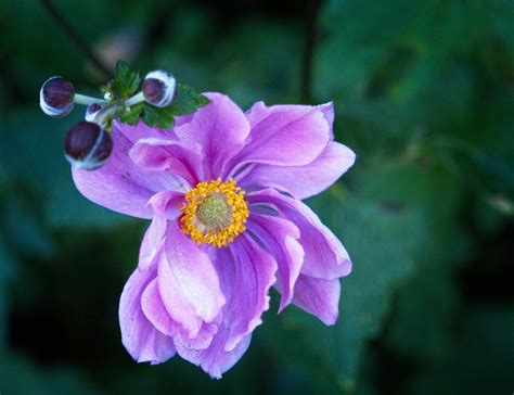 Anemone X Hybrida Serenade Ww34 Anemone Y0 Anemone X Hy Flickr