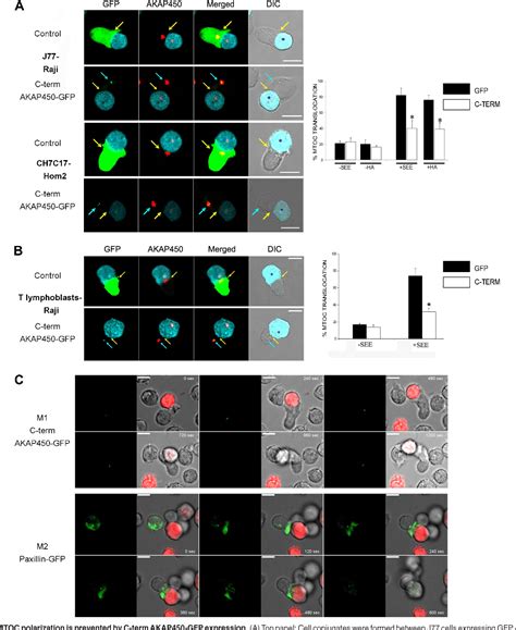 Figure From Integrin And Cd Tcr Activation Are Regulated By The