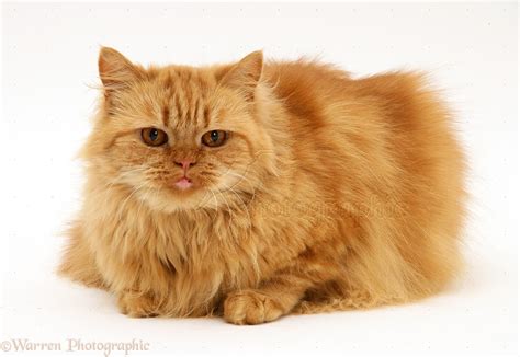 Ginger Persian Cross Female Cat Photo Wp34635