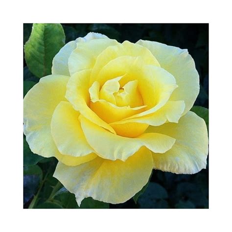 Buy Rose (Light Yellow) Plants Online at lowest price