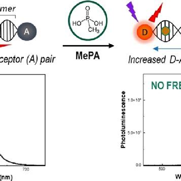 Fret Based Biosensor Composed Of Qd Donor D And Dye Acceptor A