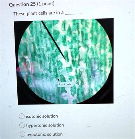 Solved Question 25 1 Point These Plant Cells Are In A Plant Cells Isotonic Solution