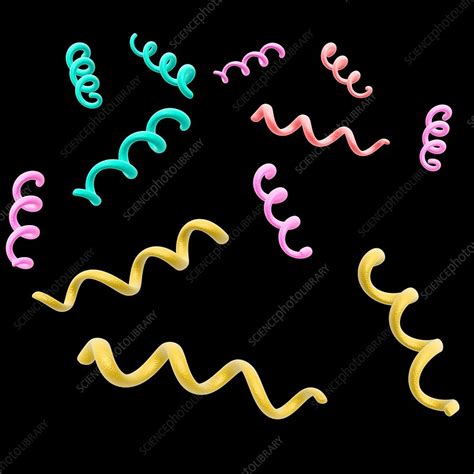 Spirillum Bacteria Illustration Stock Image F0167745 Science