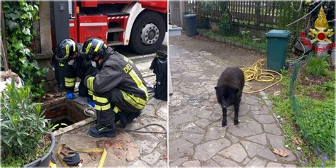 Cane Scivola In Un Tombino E Non Riesce A Uscire Lo Salvano I Vigili