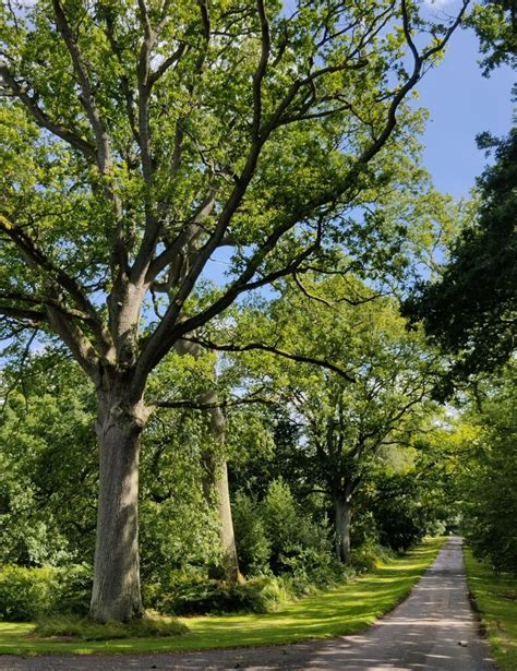 Ancient Oak Trees Along The Carriage Mat Fascione Cc By Sa