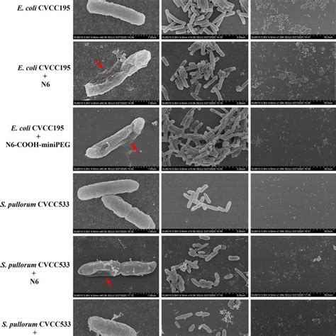 Sem Images Of E Coli Cvcc195 And S Pullorum Cvcc533 Cells Treated