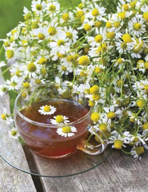 Seeds - Chamomile - Springvale Garden Centre