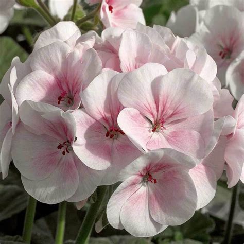 Geranium Flower Garden Seeds Maverick Series Hybrid Free Shipping True Leaf Market Seed