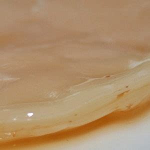 Kombucha Culture Mushroom Scoby ORGANIC - Etsy