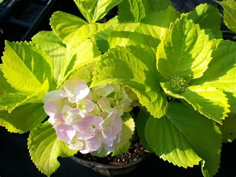 Plantfiles Pictures Bigleaf Hydrangea French Hydrangea Mophead