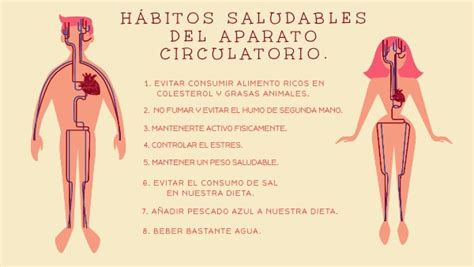 Hábitos saludables del aparato circulatorio