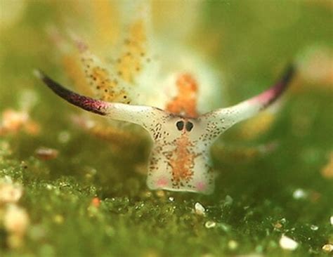 10 Leaf Sheep Facts The Most Adorable Sea Slug Uniguide