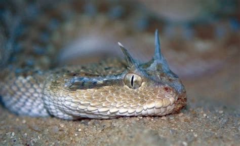 Arabian Horned Viper Snake Bite