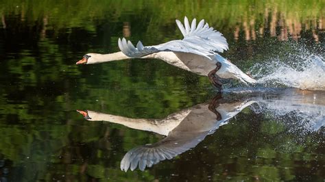 4k Birds Water Swans Takeoff Reflection Hd Wallpaper Rare Gallery