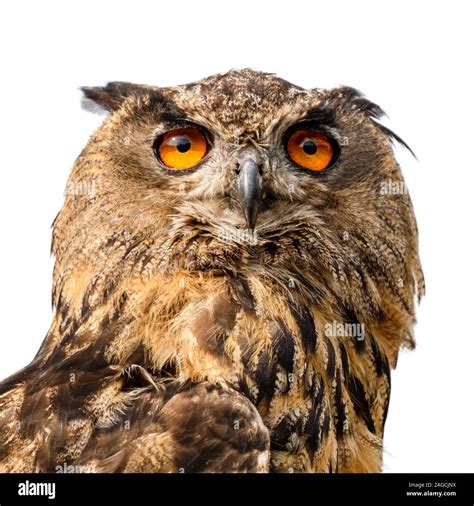 Profile Portrait Of Eagle Owl Hi Res Stock Photography And Images Alamy