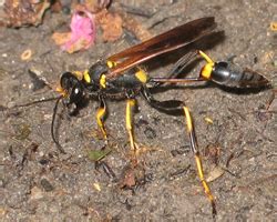 Mud Dauber Identification | Bee Man Wisconsin