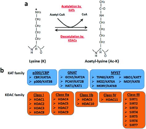 Regulation Of Lysine Acetylation A Lysine Acetylation Is A Reversible