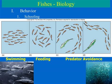 Ppt Fishes Biology Powerpoint Presentation Free Download Id6395835