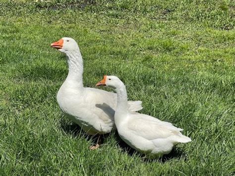 10 Domestic Goose Species And Geese Types