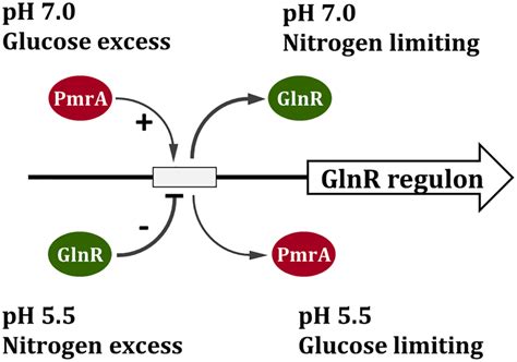 Model For The Regulation Of The GlnR Regulon In S Mutans GS5 The