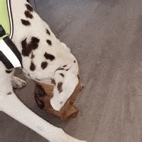 Hungry Dog GIFs - Find & Share on GIPHY