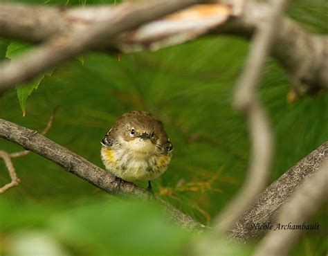 Paruline Croupion Jaune Yellow Rumped Warbler Nicole Archambault