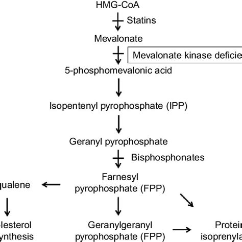 Proposed pathogenesis of mevalonate kinase deficiency. Notes: Loss of ...