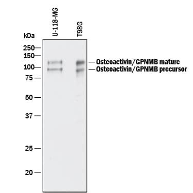 Mouse Osteoactivin Gpnmb Antibody Af Bio Techne