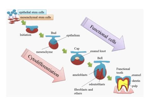 Chapter 6 Tooth Development And Eruption Flashcards Quizlet