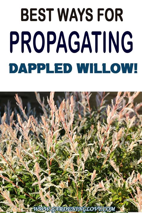 Amazing Dappled Willow Care Pruning Guide Dappled Willow Tree Dappled Willow Willow Bush