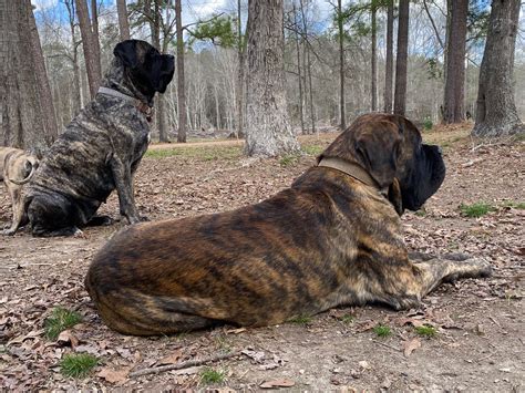 River Bottom Mastiffs Mastiff Puppies For Sale In Columbia Ms Akc