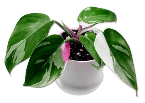 White Princess Philodendron Tricolor Multiple Growth Points Us Seller