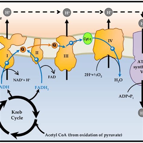 A Schematic Representation Of The Mitochondrial Oxphos System