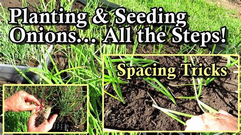 How To Plant Onion Transplants Seeds Spacing Strategies Soil Set Up