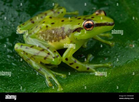 Speckled Hi Res Stock Photography And Images Alamy