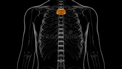 Human Skeleton Manubrium Anatomy 3D Stock Illustration - Illustration ...