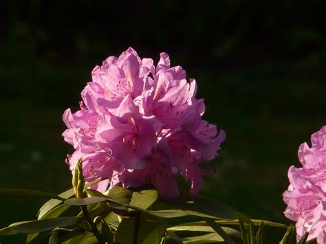 Azalea Rododendro Flores Foto Gratis En Pixabay Pixabay