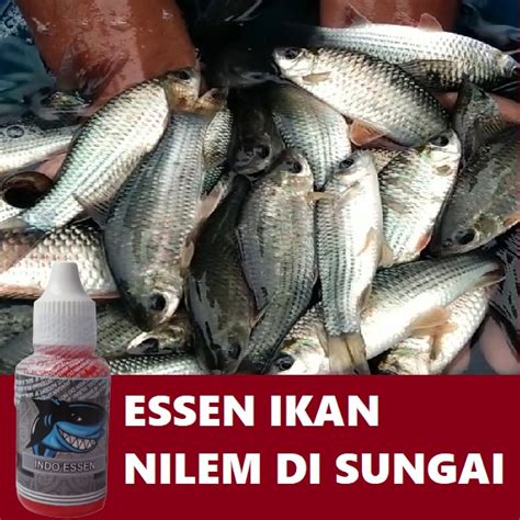 Jual ESSEN BUAT IKAN NILEM DI SUNGAI PALING AMPUH Shopee Indonesia