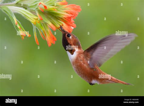 Rufous Hummingbird Selasphorus Rufus Male Feeding On Paintbrush