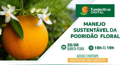 Manejo da podridão floral é tema do próximo webinar do Fundecitrus