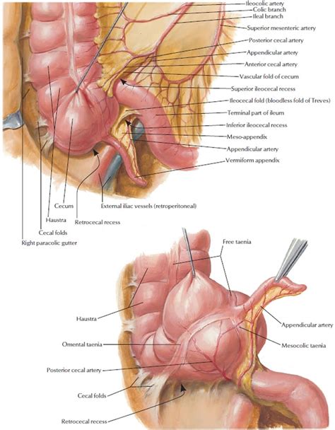 Cecum Location Diagram