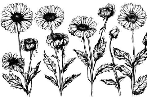 Premium Vector | Sketch marigold flower draw vintage style black and white clip art isolated on ...