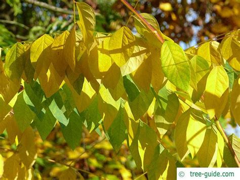 Kentucky Coffee Tree | Gymnocladus dioicus