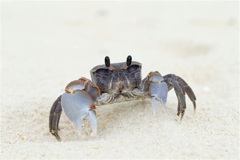 Crab On Tropical Beach Stock Photo Image Of Life Water 262948170