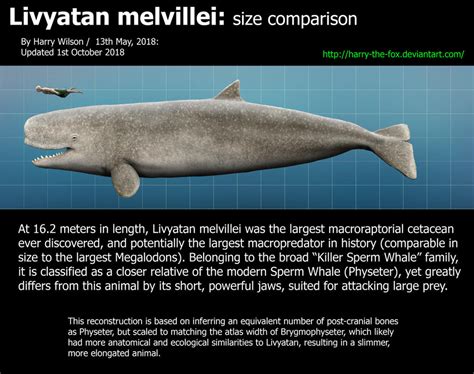 Livyatan Melvillei Size By Harry The Fox On Deviantart