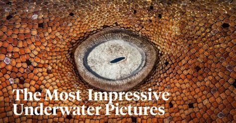 The Underwater Photographer of the Year Contest Reveals Scenes of Life B...