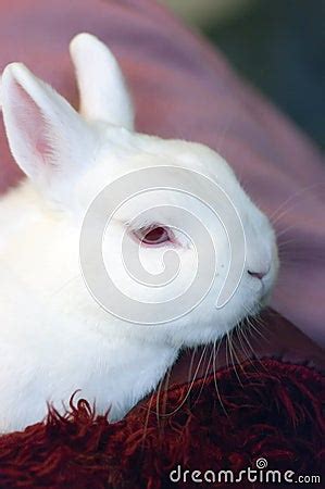 Portrait Of Albino Rabbit Stock Images - Image: 4798014