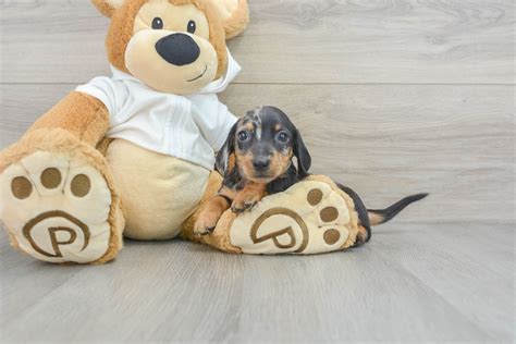 Cute Dachshund Stretch 4lb 4oz Purebred Puppy
