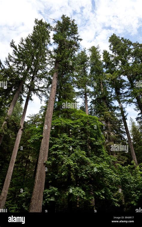 Forest Giant Douglas Fir Trees Stock Photo Alamy