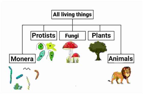 Five Kingdom Classification Goyal Brother Solutions ICSE Class-9 Biology Ch-8 - ICSEHELP